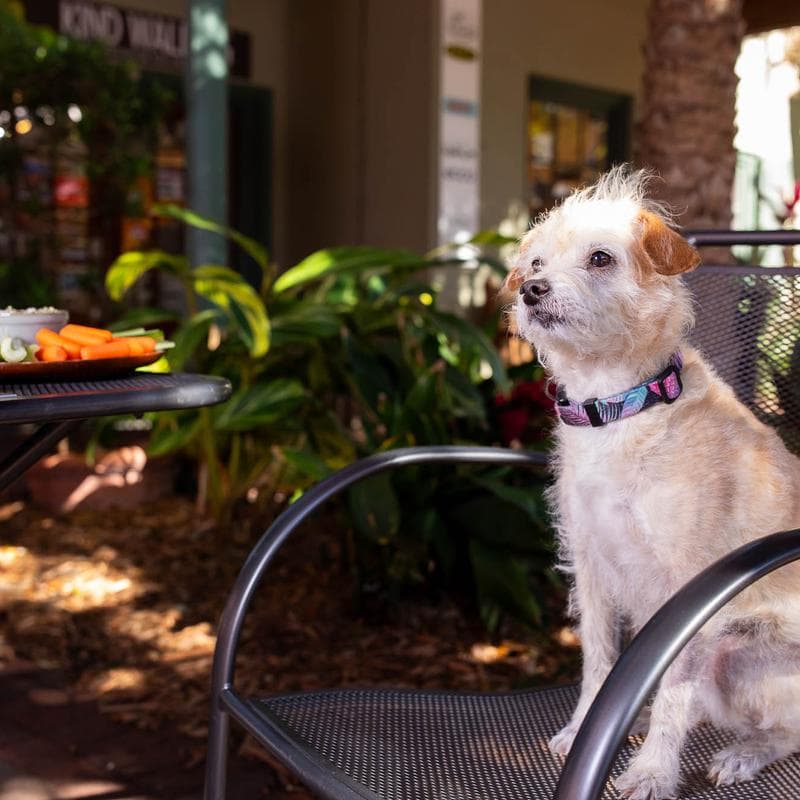 A small dog sits on a chair next to a table with vegetables in a sunny outdoor setting.