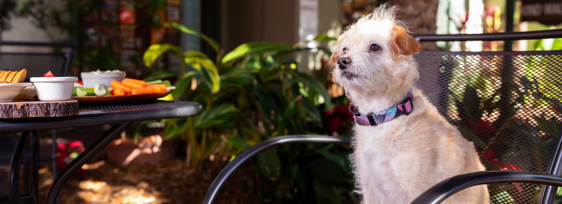 A small dog sits on a chair beside a table with snacks and vegetables in a lush outdoor setting.